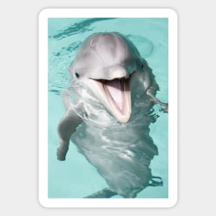 Dolphin portrait Sticker